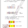 [SSz] SVT-Cours et exercices corrigés TOME 2- Bac sciences: Evolution,Neuro,Muxle,pression,immunité (couleurs)