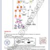 [SSz] SVT-Cours et exercices corrigés TOME 2- Bac sciences: Evolution,Neuro,Muxle,pression,immunité (couleurs)